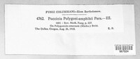 Puccinia polygoni-amphibii var. polygoni-amphibii image